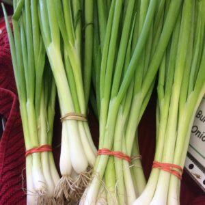 Scallion Onions
