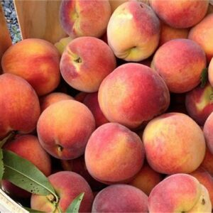 Peach Cases