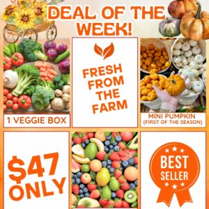 Deal Of The Week With a Mini Pumpkin!