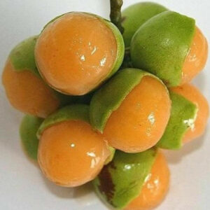 Quenepas Bundle