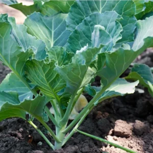 Collard Greens