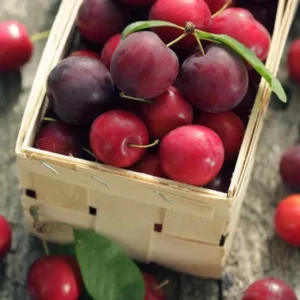 Plum Pack