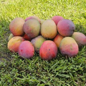 Kent Mango Pack