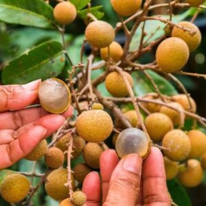 Longan Berries