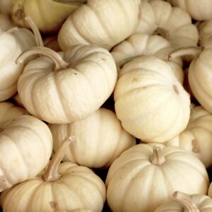 White Pumpkin