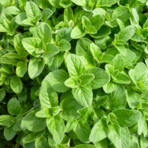 Thyme