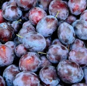 Prune Plums