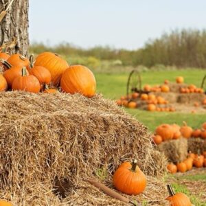 Wholesale Pumpkins