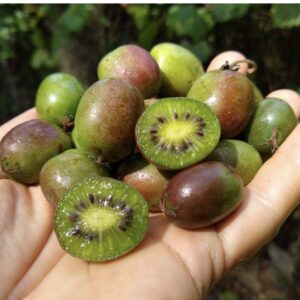 Kiwi Berries