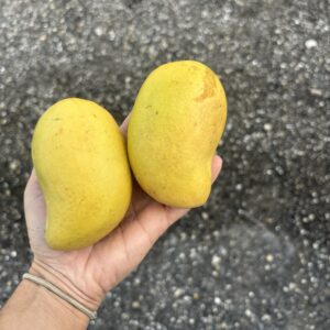 Honey Mangos