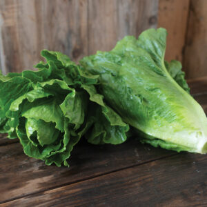 Organic Romaine Lettuce