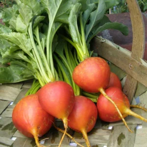 Organic Gold Beets (With Tops)