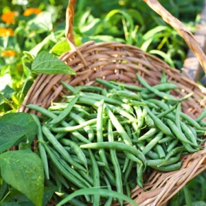Organic Green Beans