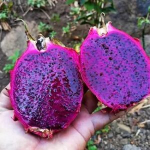 Purple Dragonfruit