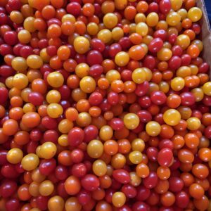 Rainbow grape tomatoes