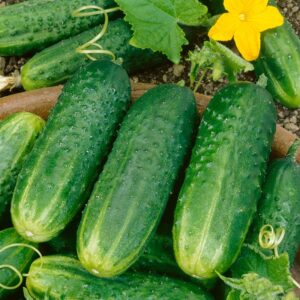 Pickering Cucumbers 1/2 Bushel