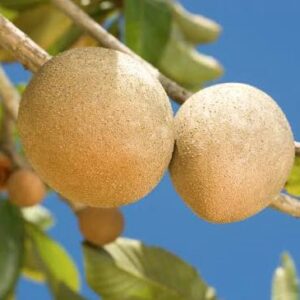 Brown Sugar Sapodilla