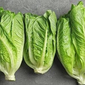 Romaine lettuce